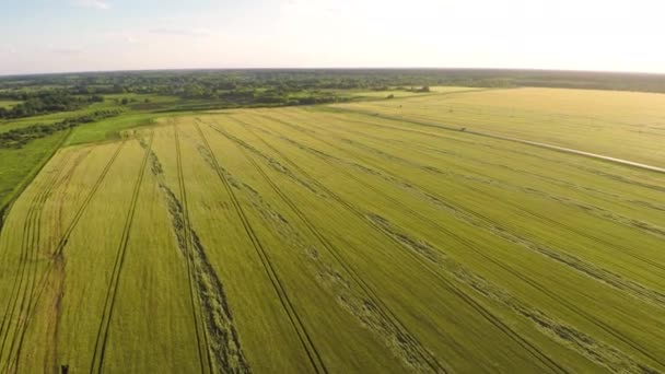 Havadan görünümü, alan, Rusya Federasyonu, yaz, çavdar, hasat, bitkileri, 2017 — Stok video
