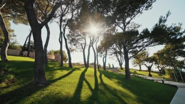 Bela luz do sol verde natural bokeh fundo. Folhagem de verão fresca borrada de árvores de bordo na luz de fundo do sol aconchegante sol brilhante com raios solares e raios de sol. Tempo real full hd vídeo footage . — Vídeo de Stock