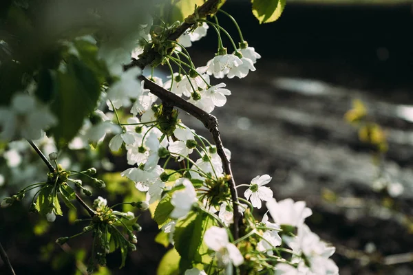 Kiraz çiçekleri, Bahar, çiçek bahçeleri, makro fotoğrafçılık, günbatımı