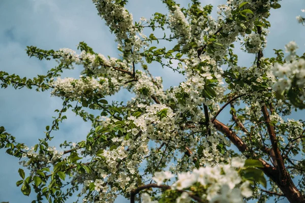 Kiraz çiçekleri, Bahar, çiçek bahçeleri, makro fotoğrafçılık, günbatımı