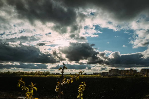 Kiraz çiçekleri, Bahar, çiçek bahçeleri, makro fotoğrafçılık, günbatımı