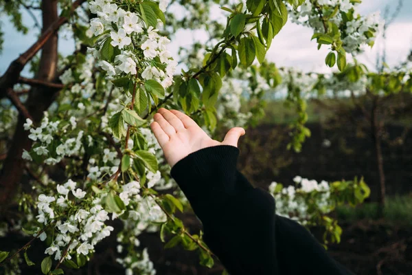 Kiraz çiçekleri, Bahar, çiçek bahçeleri, makro fotoğrafçılık, günbatımı