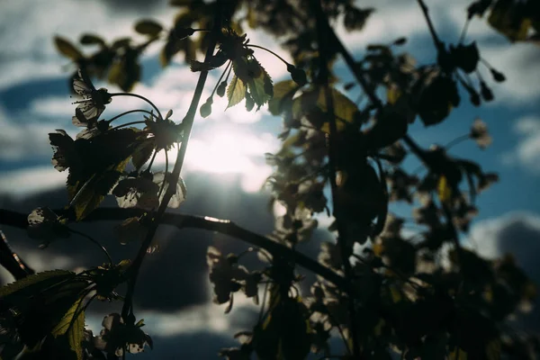 Kiraz çiçekleri, Bahar, çiçek bahçeleri, makro fotoğrafçılık, günbatımı