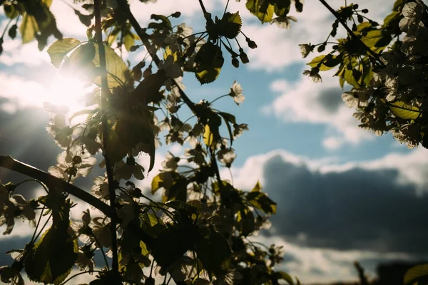 Kiraz çiçekleri, Bahar, çiçek bahçeleri, makro fotoğrafçılık, günbatımı