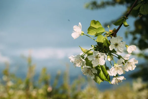 Kiraz çiçekleri, Bahar, çiçek bahçeleri, makro fotoğrafçılık, günbatımı