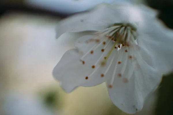 Kiraz çiçekleri, Bahar, çiçek bahçeleri, makro fotoğrafçılık, günbatımı