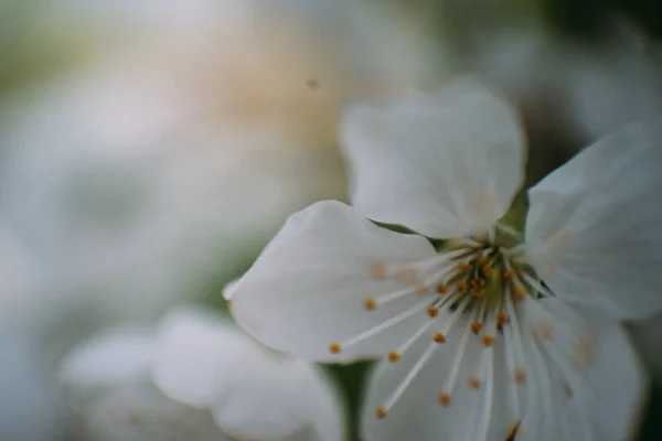 Kiraz çiçekleri, Bahar, çiçek bahçeleri, makro fotoğrafçılık, günbatımı
