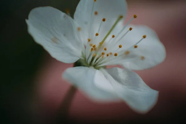 Kiraz çiçekleri, Bahar, çiçek bahçeleri, makro fotoğrafçılık, günbatımı