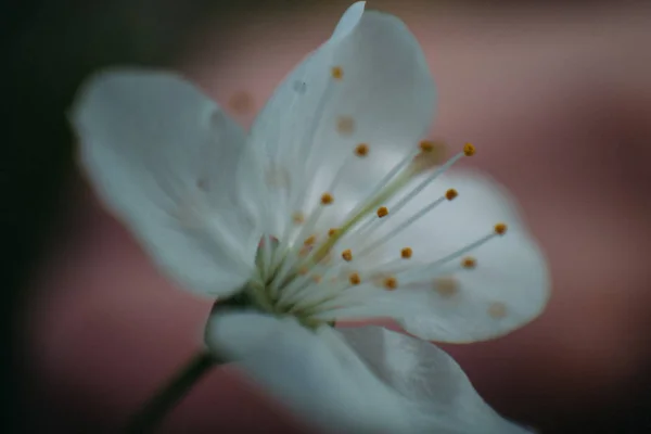 Kiraz çiçekleri, Bahar, çiçek bahçeleri, makro fotoğrafçılık, günbatımı