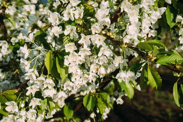 Kiraz çiçekleri, Bahar, çiçek bahçeleri, makro fotoğrafçılık, günbatımı