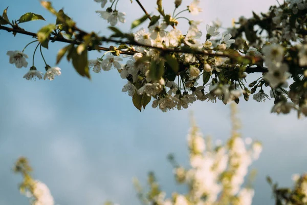 Kiraz çiçekleri, Bahar, çiçek bahçeleri, makro fotoğrafçılık, günbatımı