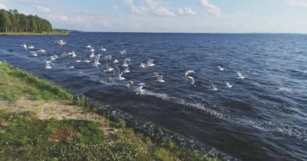 En flock måsar som lyfter från shore, Flygfoto, Slowmotion — Stockvideo