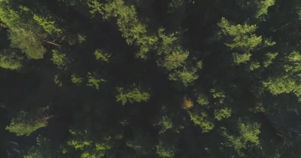 AERIAL: Flying above foggy pine forest treetops. Thick misty clouds rising from lush spruce forest on cold morning day. Creepy fog and mist wrapping green pine forest in early autumn morning. — Stock Video