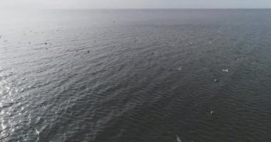 Deniz, hava görünümünü, ağır çekim bir sürü martı uçar