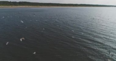 Deniz, hava görünümünü, ağır çekim bir sürü martı uçar