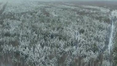 Kış Ormanı Karlı Çam ağaçları kış havası manzaralı 4k cideo 'da destansı günbatımı. Spruce Kış Ormanında İHA Uçuşu. Güzel Arkaplan Kışı, Donmuş Ağaçlar Altın Gün Batımı, Güneş merceği