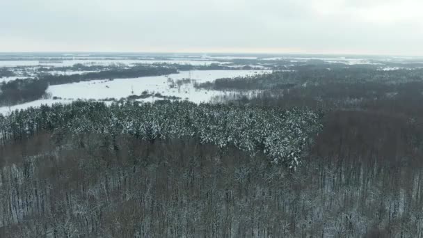 Zimowy Las Sosna Sosny epicki zachód słońca w zimie widok z powietrza 4k cideo. Lot dronem nad zimowym lasem świerkowym. Piękne tło Zima, Mrożone drzewa Złoty zachód słońca, soczewka — Wideo stockowe