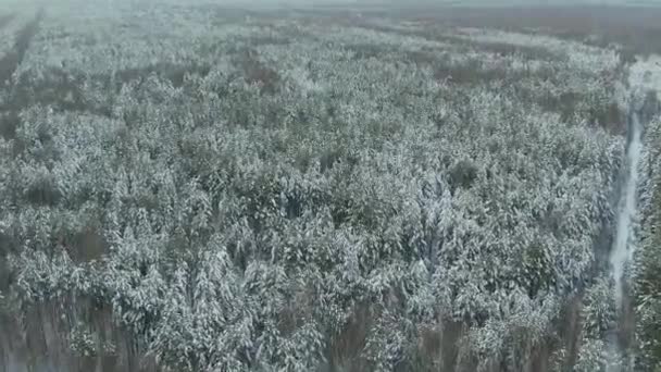 Winter Wald Schnee Kiefern epischen Sonnenuntergang im Winter Luftbild 4k cideo. Drohnenflug über Fichten-Winterwald. schöner Hintergrund Winter, gefrorene Bäume goldener Sonnenuntergang, Sonnenlinse — Stockvideo