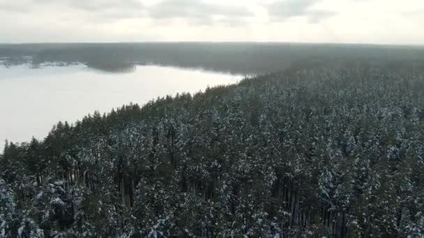 Forêt d'hiver Pins des neiges coucher de soleil épique en hiver vue aérienne 4K cideo. Vol de drone au-dessus de la forêt d'hiver d'épinette. Beau fond WInter, Arbres gelés Coucher de soleil doré, lentille solaire 