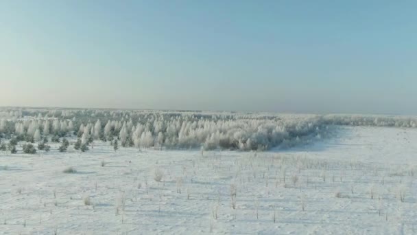 Het veld bedekt met sneeuw in een winterseizoen. Winterlandschap van het platteland, bos, veld, bomen bedekt met sneeuw. — Stockvideo