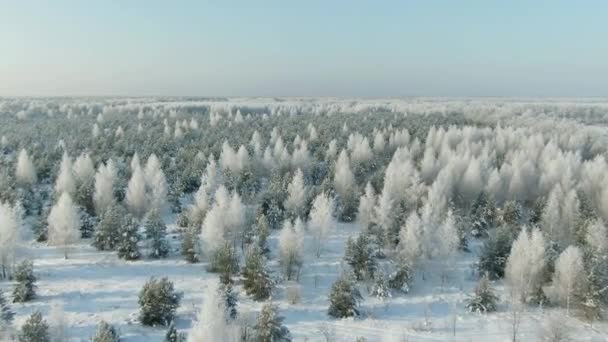 Aerial Top Forward Flyover Shot Téli lucfenyő és fenyőerdő. Hóval borított fák, — Stock videók