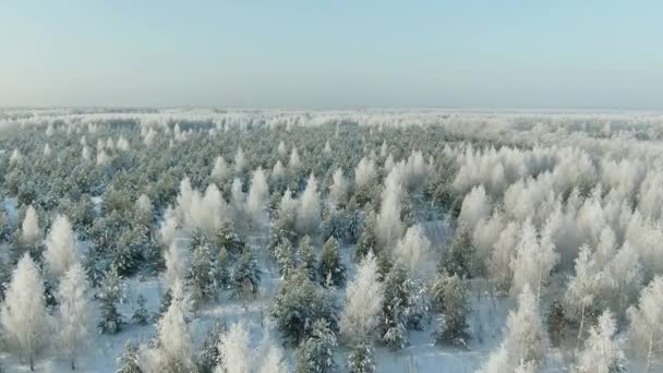 Top Forward Flyover Shot uit de lucht van wintersparren en dennenbos. Bomen bedekt met sneeuw, — Stockvideo