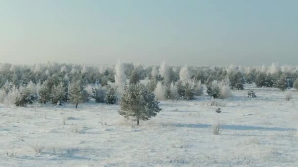 O campo coberto de neve em uma estação de inverno. Vista aérea: Paisagem de inverno campo, floresta, campo. Inverno paisagem, campo, floresta, árvores cobertas com neve geada Imagens aéreas Vídeo 4K — Vídeo de Stock