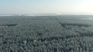 Hava manzaralı, kış ormanı. Kış ormanı manzaralı karlı bir ağaç dalı. Kış manzarası, orman, buzla kaplı ağaçlar, kar. Hava görüntüleri, 4K video. Kış mevsiminde dağ ormanı.