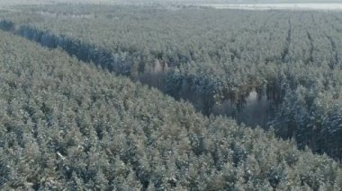 Karla kaplı kış orman üzerinde hava fotoğrafçılığı uçuş. Kış manzarası kar büyük miktarda ağaçlarının dalları üzerinde.