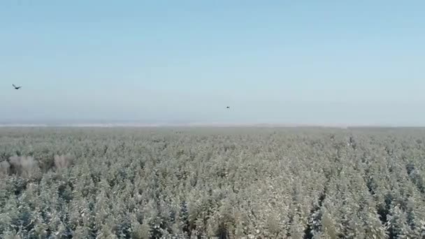 Letecký výhled: zimní les. Sněžný strom větev s výhledem na zimní les. Zimní krajina, les, stromy pokryté mrazem, sníh. Letecký záznam, 4K video. Horský les v zimním období. — Stock video
