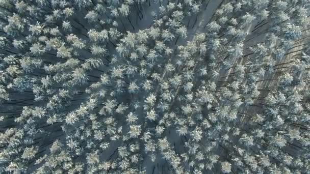 Aerial Top Down Flyover Shot of Winter Spruce and Pine Forest. Gheață de var și îngheț care acoperă copacii. Scenă de iarnă uimitoare. tema Crăciunului . — Videoclip de stoc