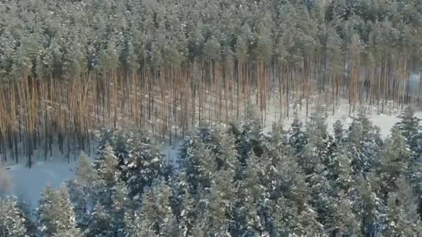 Légi felvételek repülés alatt a havas téli erdő. Téli táj nagy mennyiségű hó a fák ágai. — Stock videók