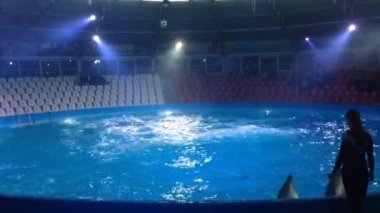 Dolphin dalış ve atlar'ın emriyle su üstünde yüksek