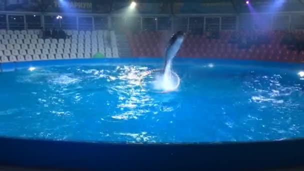 Delfíni skok z vody kvůli velký kruh. — Stock video