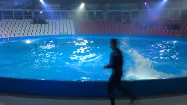 I ordning tränare delfiner höjdhopp — Stockvideo