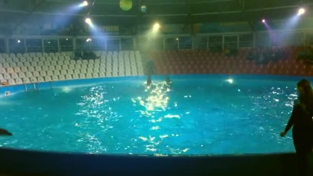 İki Dolphin Dive ve atlama'nın emriyle su üstünde yüksek. — Stok video