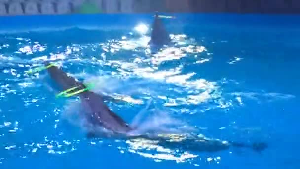 Delfiner snurrande hjul på näsan. — Stockvideo