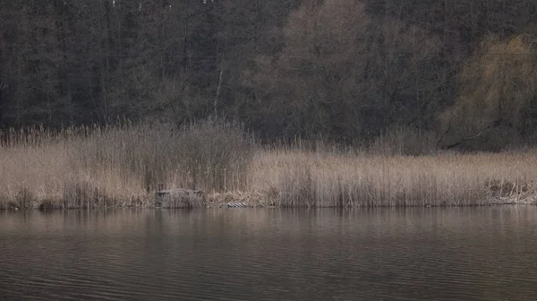 Nehir üzerinde uzun boylu kuru ot büyümek. Nehri profili bulutlu hava.