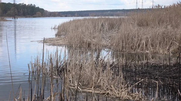 Сухая трава у воды. На берегу реки растет высокая сухая трава. Вид на реку в облачную погоду . — стоковое фото