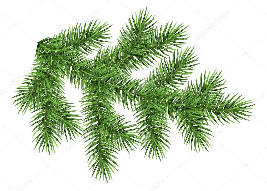 Fir branch isolated on white background.