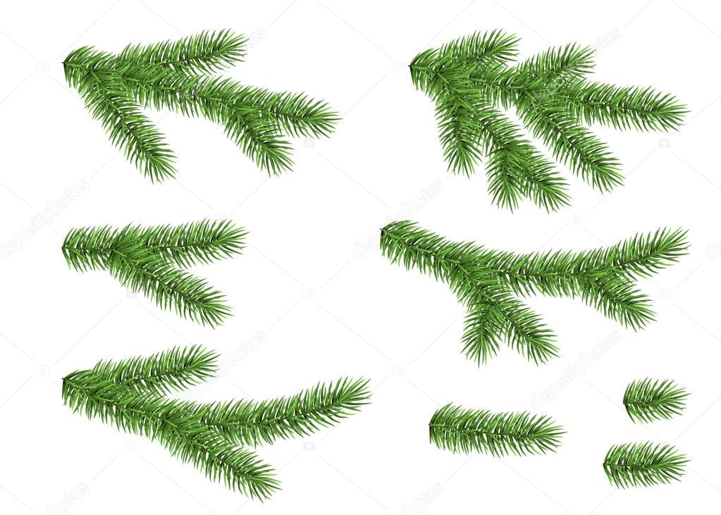 Set of spruce branch.