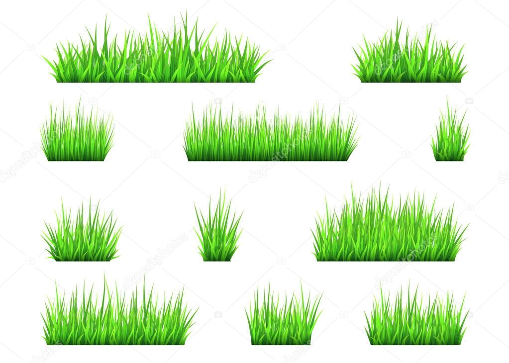 Green grass and bushes isolated on white background. 
