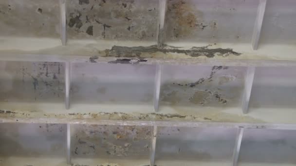 Building Is Ruined With Moisture Mould Damage The Walls And Ceiling Green And Black Fungus