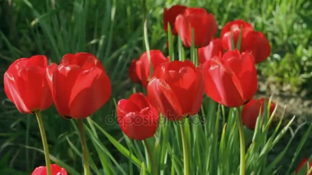 Piros tulipán területén a vértes a rügyek sway a szélben