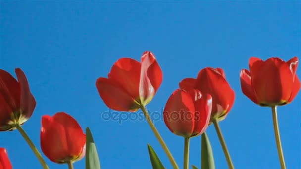 Pole červené tulipány na pozadí modré oblohy, detailní pupeny ve větru