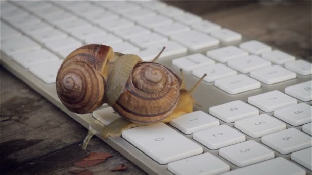 Closeup of paired snails crawling beside the computer keyboard. Metaphors for sex, porn site, Erotic Content on the Internet Video Clip