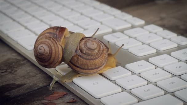 Closeup of paired snails crawling beside the computer keyboard. Metaphors for sex, porn site, Erotic Content on the Internet — Stock Footage Closeup of paired snails crawling beside the computer keyboard. Metaphors for sex, porn site, Erotic Content on the Internet Video Clip