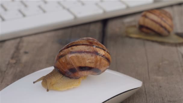 Two snails slowly crawling near the computer keyboard, and one snail sitting on a computer mouse. The metaphor of slow computer, slow Internet Royalty Free Stock Video