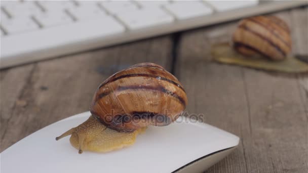Two snails slowly crawling near the computer keyboard, and one snail sitting on a computer mouse. The metaphor of slow computer, slow Internet — Stock Footage Two snails slowly crawling near the computer keyboard, and one snail sitting on a computer mouse. The metaphor of slow computer, slow Internet Video Clip