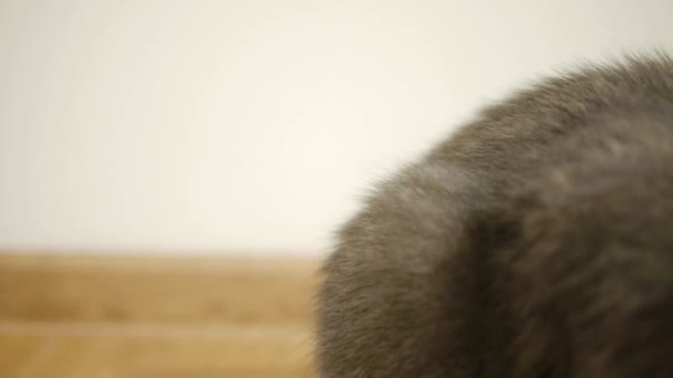 Graue Katze Sitzt Russische Blaue Rasse Auf Einen Braunen Boden Laminat Parkett